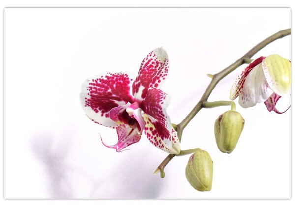 Obraz kvetu orchidey (90x60 cm)