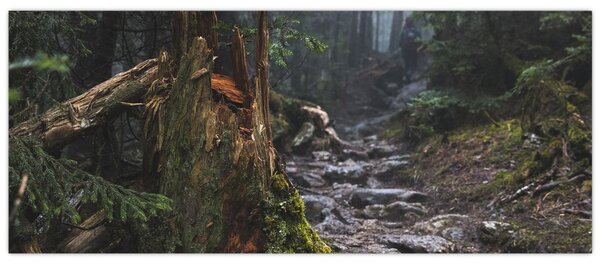 Obraz - V lese (120x50 cm)