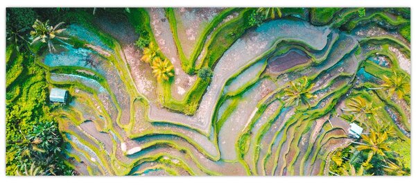 Obraz ryžových polí z vtáčej perspektívy (120x50 cm)