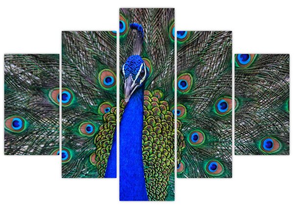 Obraz - Páv (150x105 cm)