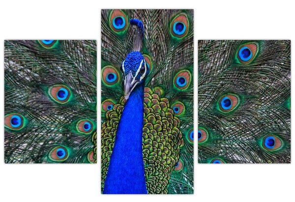 Obraz - Páv (90x60 cm)