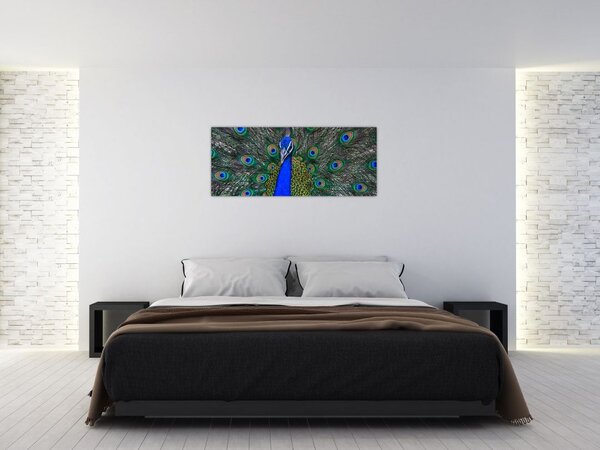 Obraz - Páv (120x50 cm)