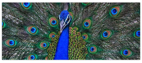 Obraz - Páv (120x50 cm)
