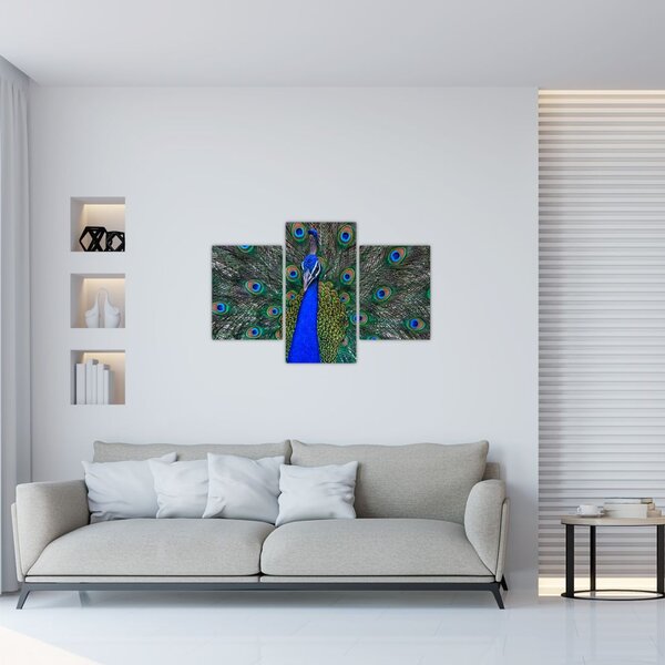 Obraz - Páv (90x60 cm)