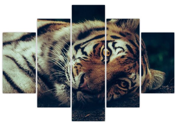 Obraz - Tiger Sibírsky (150x105 cm)