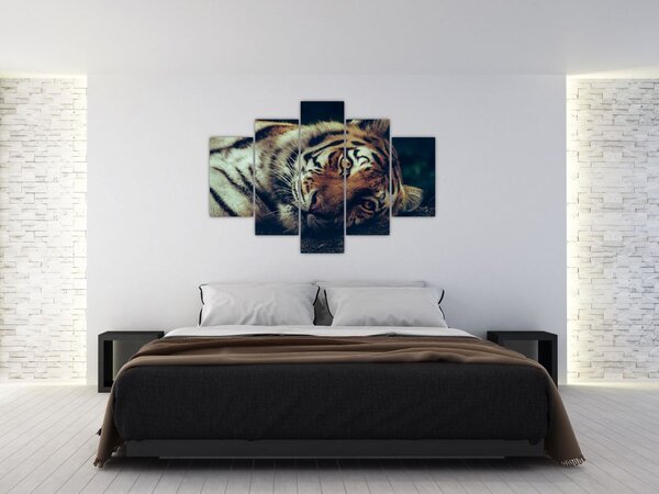 Obraz - Tiger Sibírsky (150x105 cm)