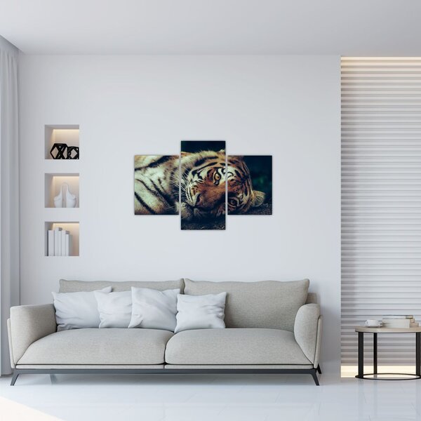 Obraz - Tiger Sibírsky (90x60 cm)