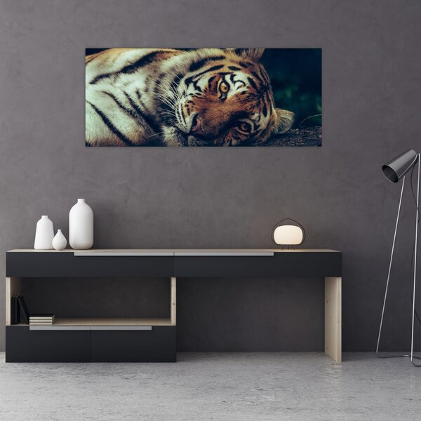 Obraz - Tiger Sibírsky (120x50 cm)