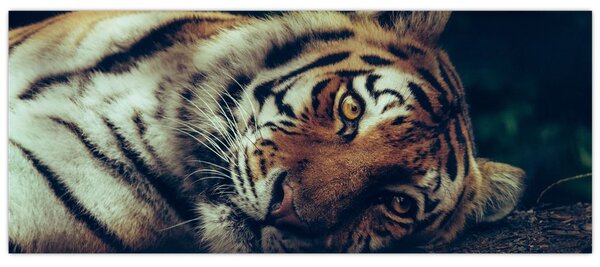 Obraz - Tiger Sibírsky (120x50 cm)