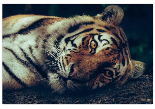Obraz - Tiger Sibírsky (90x60 cm)