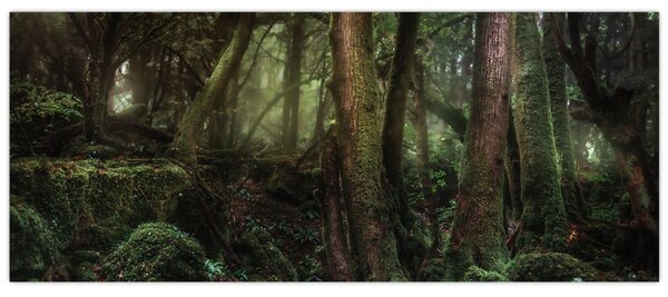 Obraz - Tajomný les (120x50 cm)
