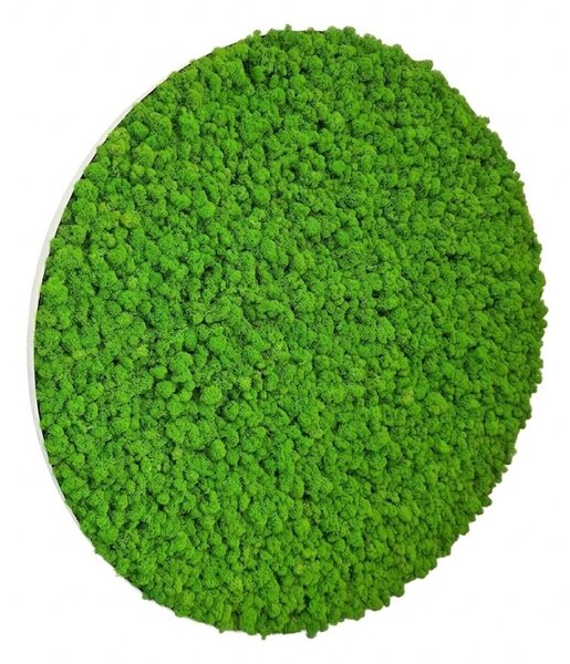 Machový obraz kruh v tenkom bielom ráme, Priemer machového obrazu ∅ 30cm