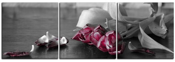 Obraz na plátne - Tri tulipány - panoráma 5144B (90x30 cm)