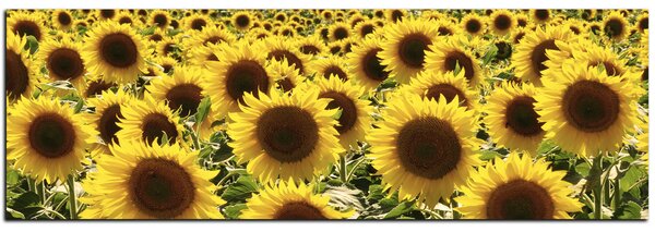 Obraz na plátne - Slnečnice - panoráma 5146A (105x35 cm)