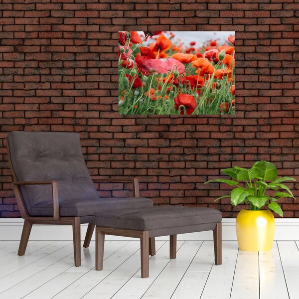Obraz z poľa vlčích makov (70x50 cm)