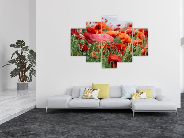 Obraz z poľa vlčích makov (150x105 cm)