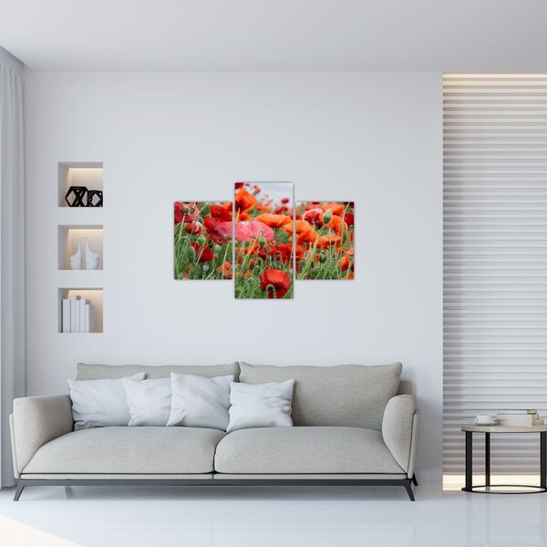 Obraz z poľa vlčích makov (90x60 cm)
