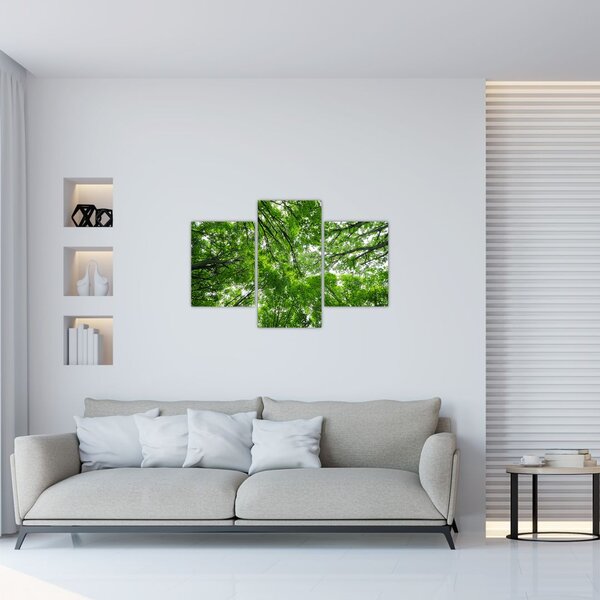 Obraz - Pohľad do korún stromov (90x60 cm)