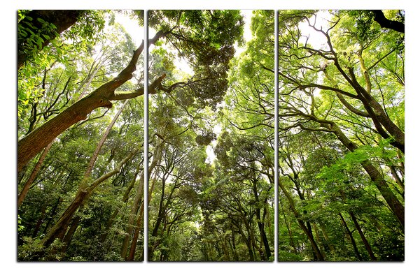Obraz na plátne - Zelené stromy v lese 1194B (105x70 cm)