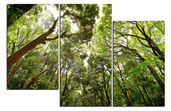 Obraz na plátne - Zelené stromy v lese 1194D (90x60 cm)