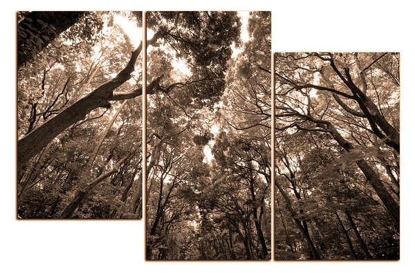 Obraz na plátne - Zelené stromy v lese 1194FD (90x60 cm)