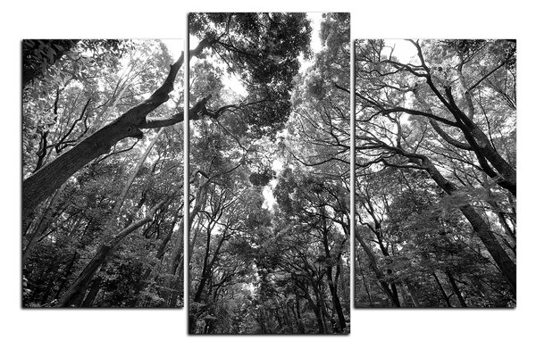 Obraz na plátne - Zelené stromy v lese 1194QC (90x60 cm)