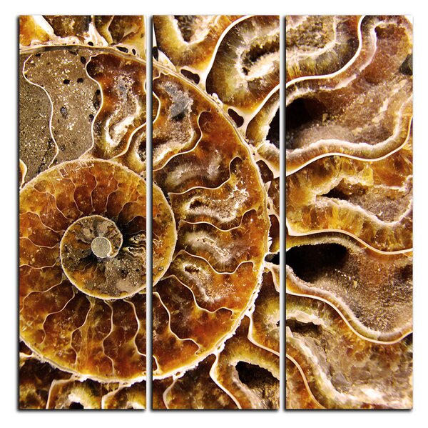 Obraz na plátne - Textúra fosílie - štvorec 3174B (75x75 cm)