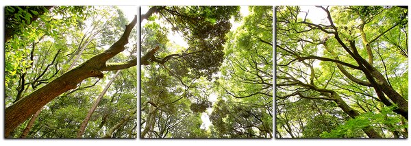 Obraz na plátne - Zelené stromy v lese - panoráma 5194B (90x30 cm)