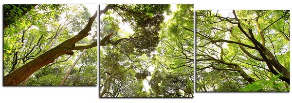 Obraz na plátne - Zelené stromy v lese - panoráma 5194E (90x30 cm)