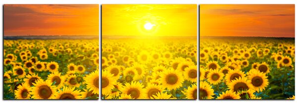 Obraz na plátne - Slnečnicové pole pri západe slnka - panoráma 5199B (120x40 cm)