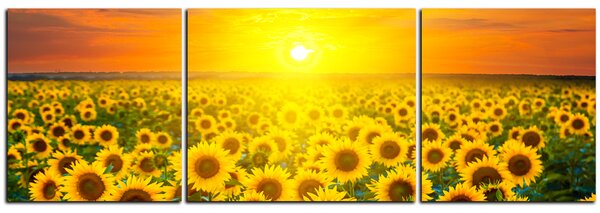 Obraz na plátne - Slnečnicové pole pri západe slnka - panoráma 5199C (90x30 cm)