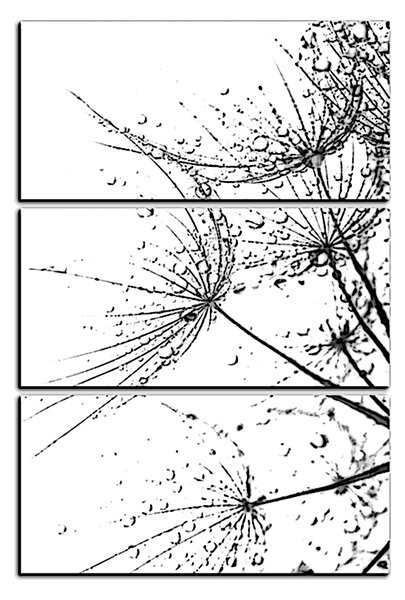 Obraz na plátne - Pampeliškové semienka s kvapkami vody - obdĺžnik 7202QB (105x70 cm)