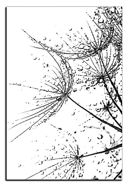 Obraz na plátne - Pampeliškové semienka s kvapkami vody - obdĺžnik 7202QA (75x50 cm)