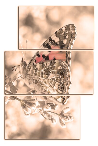 Obraz na plátne - Motýľ na levandule - obdĺžnik 7221FD (90x60 cm)