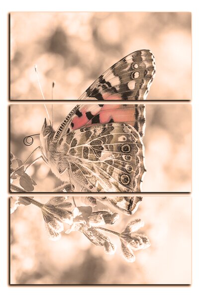 Obraz na plátne - Motýľ na levandule - obdĺžnik 7221FB (90x60 cm )