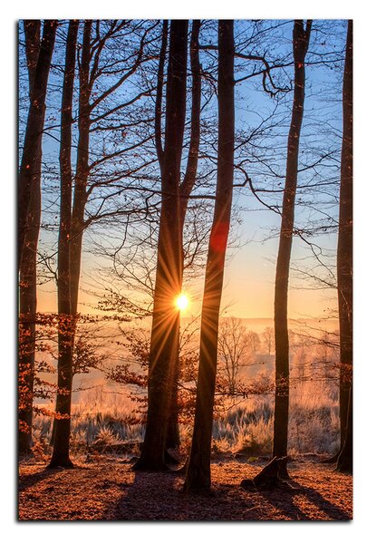 Obraz na plátne - Jesenné ráno v lese - obdĺžnik 7251A (75x50 cm)