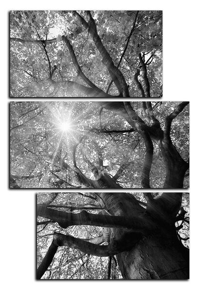 Obraz na plátne - Slnko cez vetvi stromu - obdĺžnik 7240QD (90x60 cm)