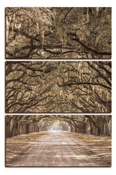 Obraz na plátne - Historické dubové stromy lemované poľnou cestou - obdĺžnik 7239FB (90x60 cm )