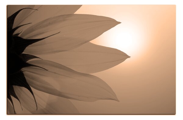 Obraz na plátne - Slnečnica kvet 1201FA (60x40 cm)