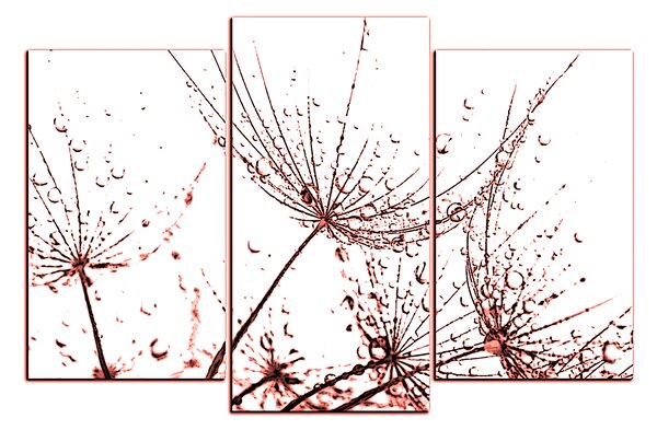 Obraz na plátne - Pampeliškové semienka s kvapkami vody 1202KC (90x60 cm)