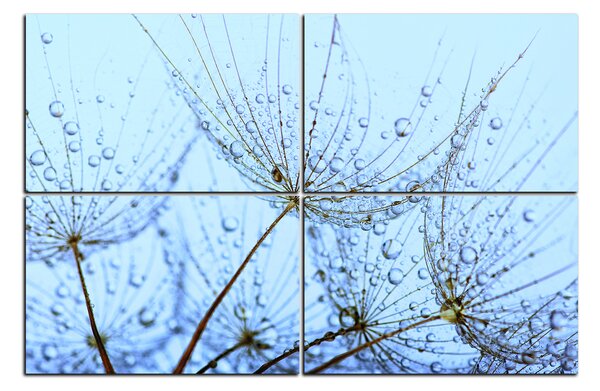 Obraz na plátne - Pampeliškové semienka s kvapkami vody 1202E (90x60 cm)