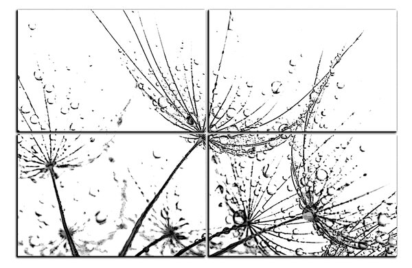 Obraz na plátne - Pampeliškové semienka s kvapkami vody 1202QE (90x60 cm)