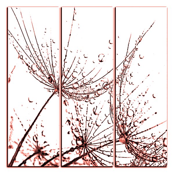 Obraz na plátne - Pampeliškové semienka s kvapkami vody - štvorec 3202KB (75x75 cm)