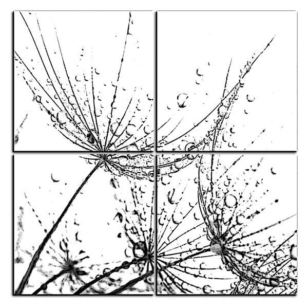 Obraz na plátne - Pampeliškové semienka s kvapkami vody - štvorec 3202QE (60x60 cm)