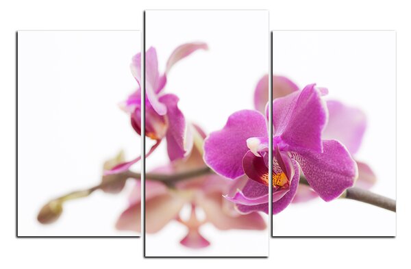Obraz na plátne - Orchidea kvet izolovaná na bielom pozadí 1222C (120x80 cm)