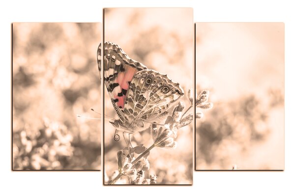 Obraz na plátne - Motýľ na levandule 1221FC (90x60 cm)