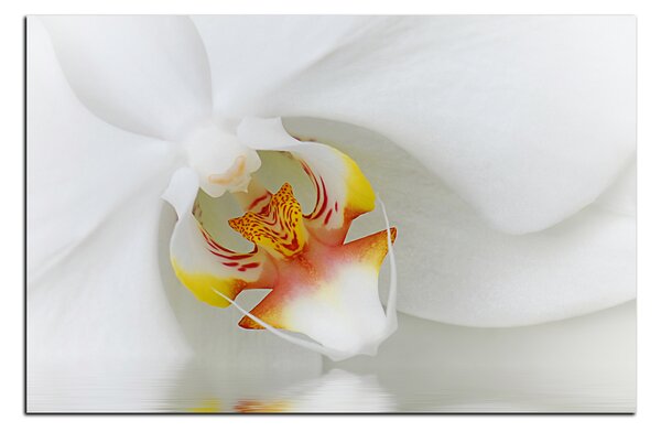 Obraz na plátne - Detailný záber bielej orchidey 1223A (75x50 cm)