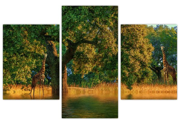Obraz žirafy v prírode (90x60 cm)