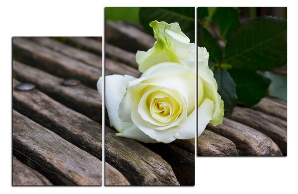Obraz na plátne - Biela ruža na lavici 1224D (90x60 cm)