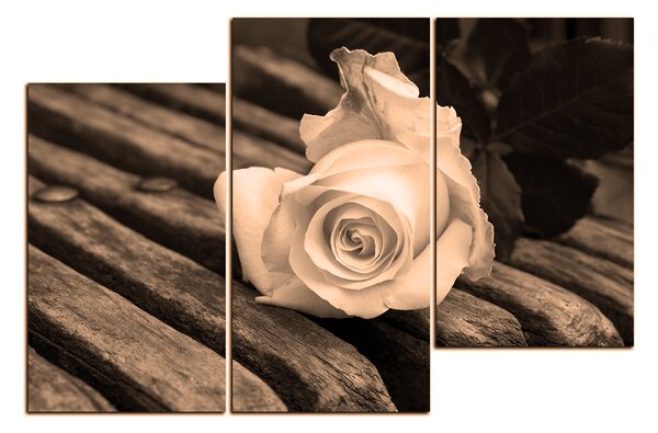 Obraz na plátne - Biela ruža na lavici 1224FD (90x60 cm)